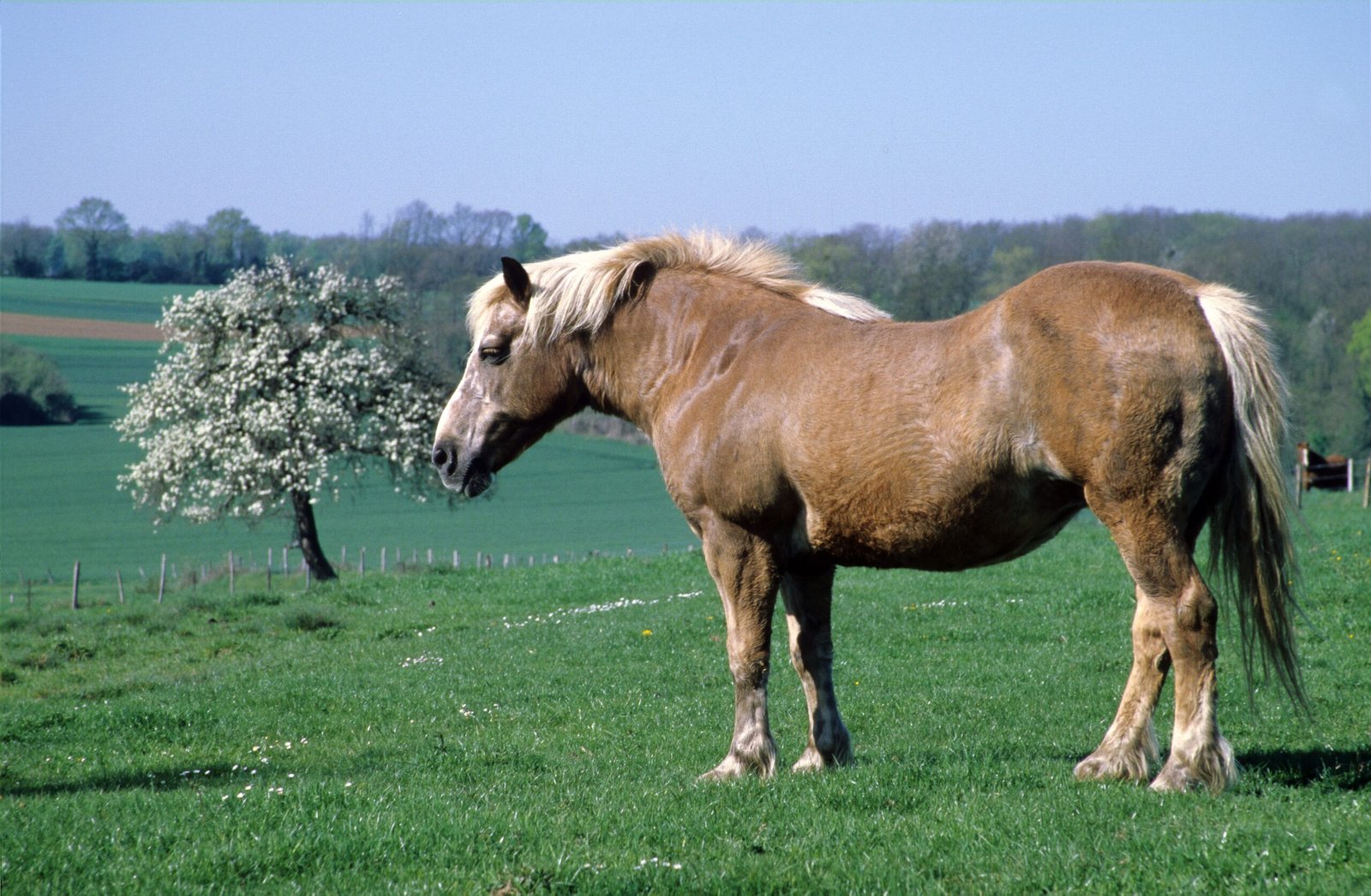 balade à cheval avec Paulette