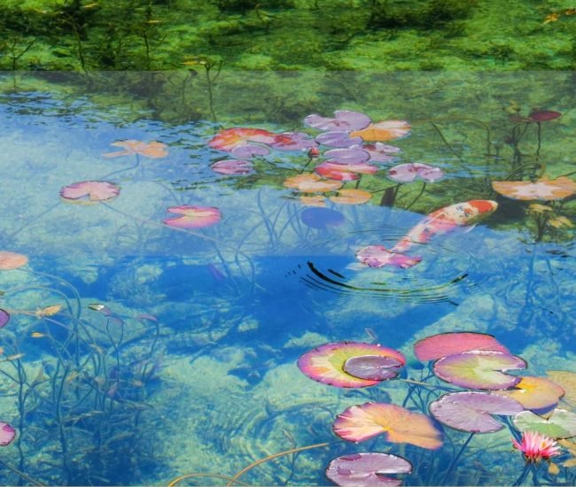 Les nymphéas...